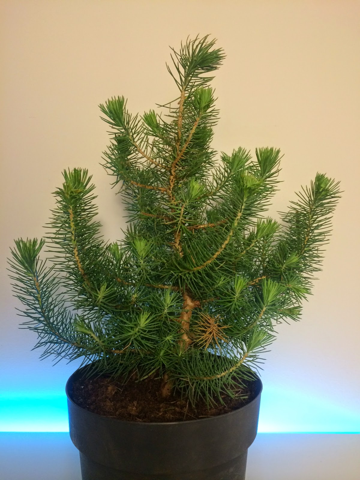 NORDIC NEBARI by Olsen Bonsai made of a 4 Euro tree... (Pinus
